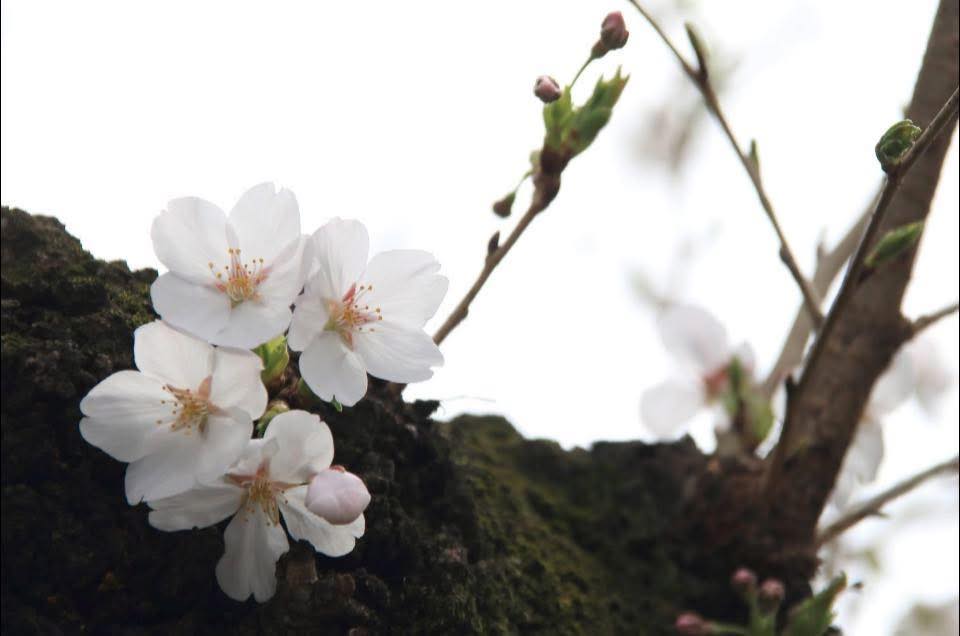 靖国の桜の梢