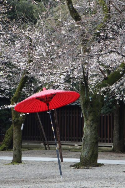桜の時期、靖国神社の境内では野点(のだて)がおこなわれます。目印の「野点傘」